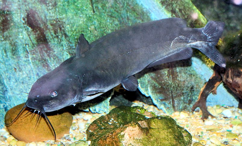 Ictalurus punctatus_08.jpg
